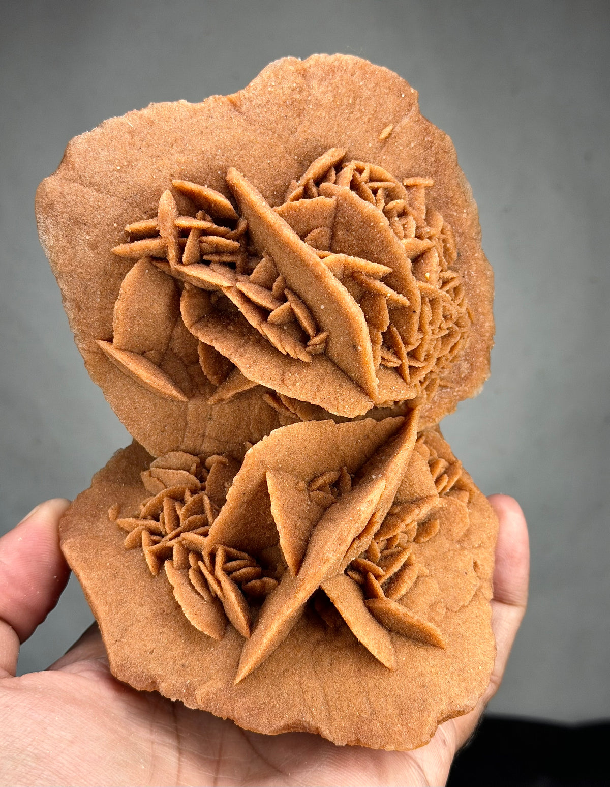 Exceptional Hand-Sized Desert Rose – Stunning Double Formation with Two Beautifully Interconnected Rosettes – Unique Mineral Specimen
