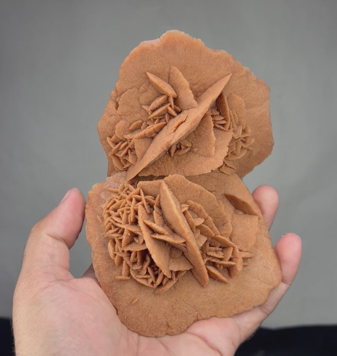 Exceptional Hand-Sized Desert Rose – Stunning Double Formation with Two Beautifully Interconnected Rosettes – Unique Mineral Specimen